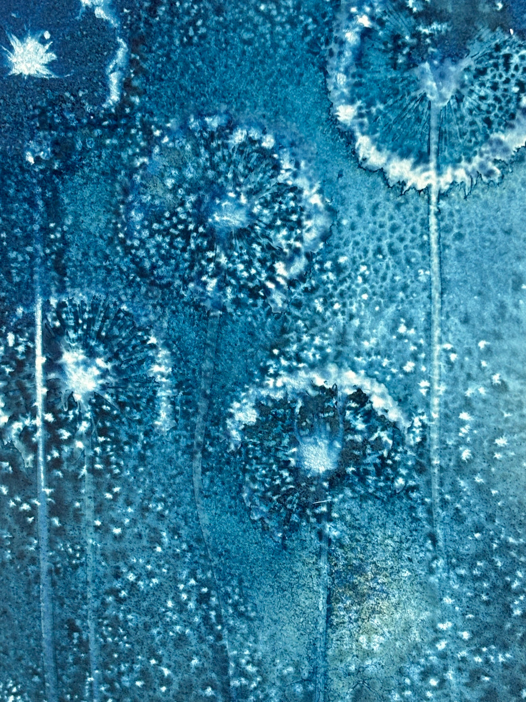Allium Wet Cyanotype Original Print