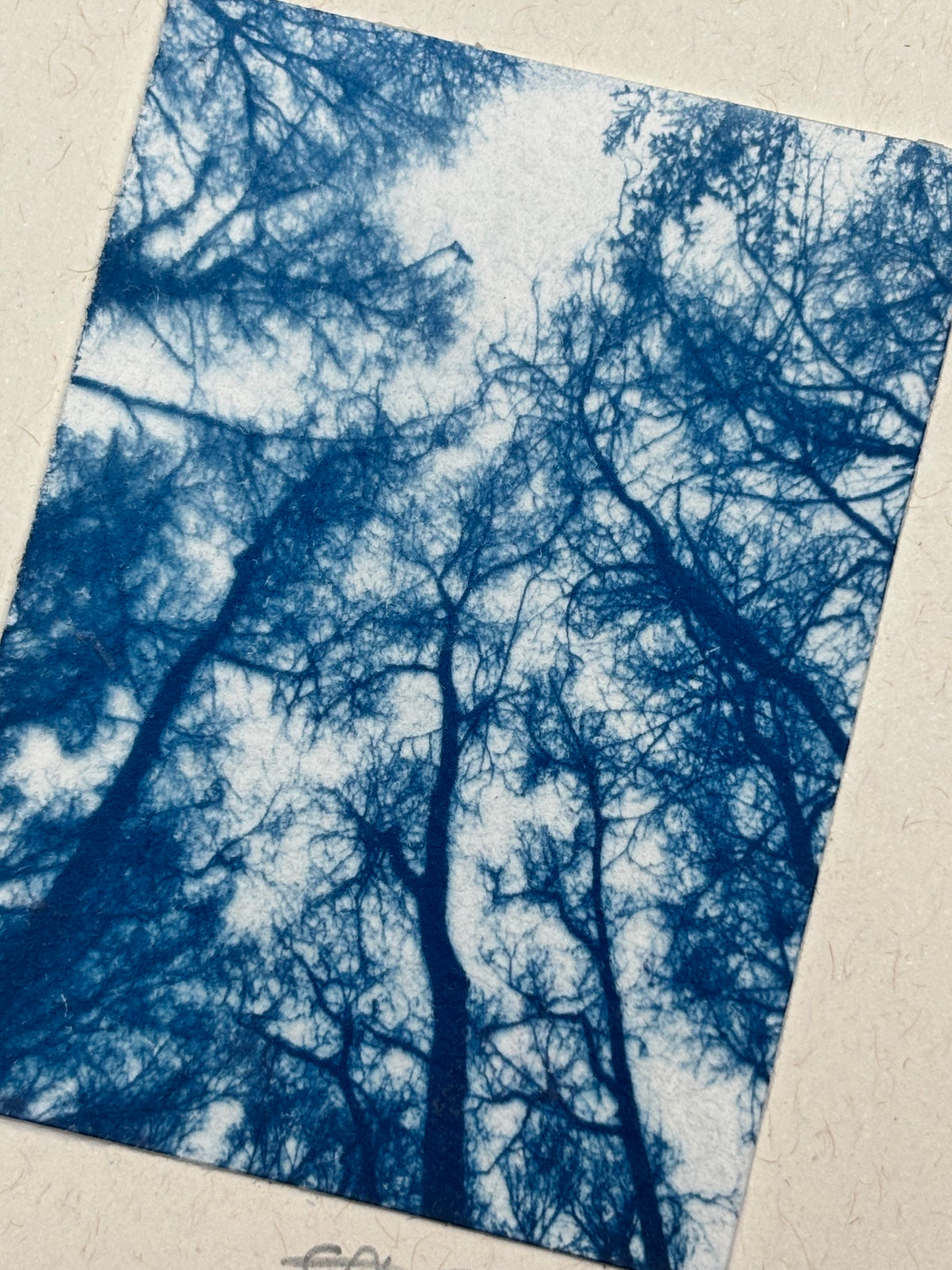 Tree Tops Blank Greeting Card
