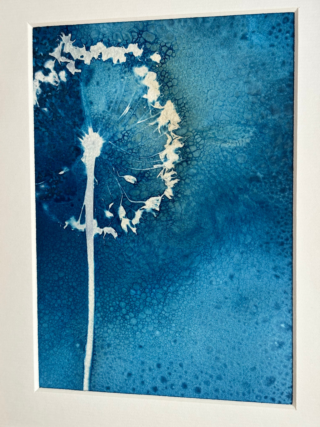 Allium Wet Cyanotype Original Print