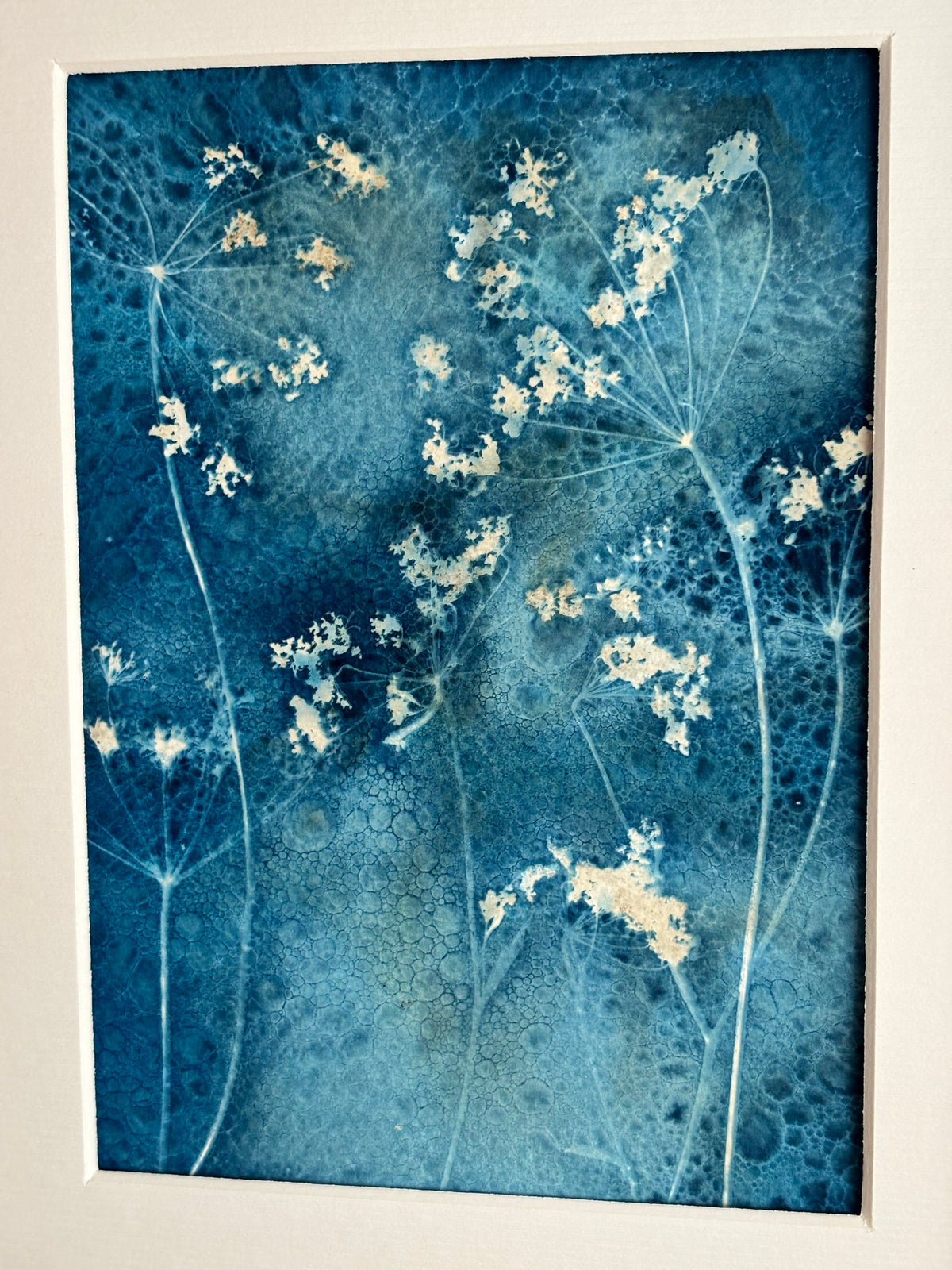 Cow Parsley Wet Cyanotype Original Print