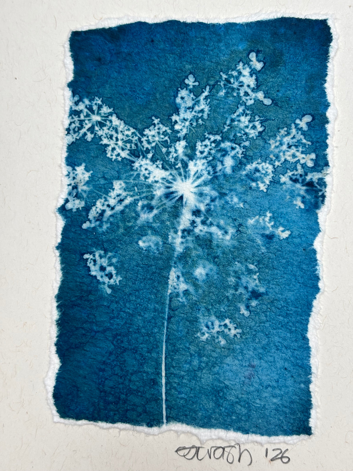 Queen Anne's Lace Blank Greeting Card